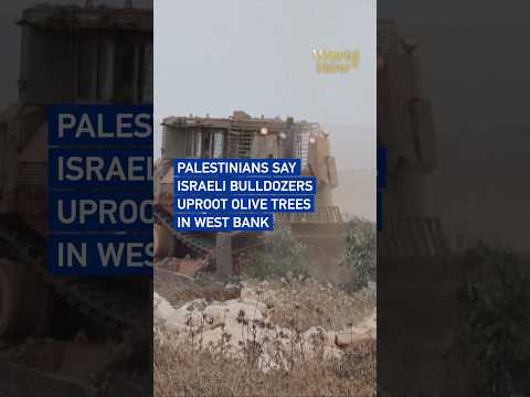 Palestinians say Israeli bulldozers uproot olive trees in West Bank