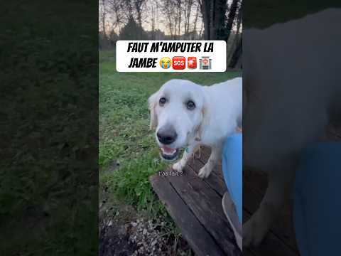 Vous savez pourquoi elle fait ça ⁉️🤔 #chien #animaux #goldenretriever #blessure #veterinaire