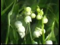 Hoa Linh Lan Muguet Lily of the valley 