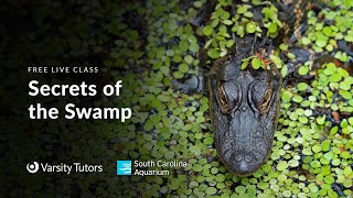 Varsity Tutors' StarCourse - Secrets of the Swamp with South Carolina Aquarium