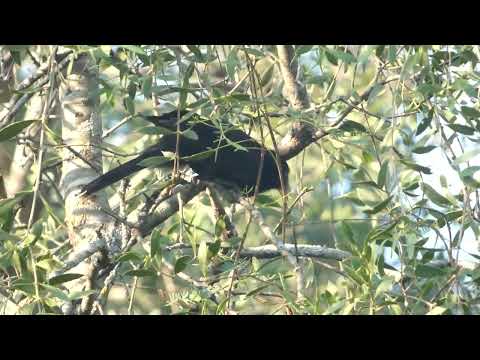 Solitary Cacique, Cacicus solitarius, Avia Terai, Chaco, Argentina, 9 Febr 2026