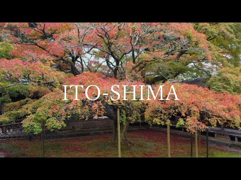 R5雷山千如寺紅葉　～糸島10秒動画～
