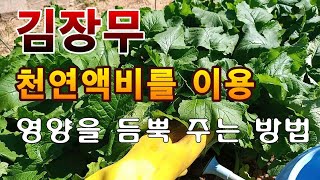 [텃밭농부. 1,254]  김장무. 천연액비를 이용하여 웃거름 주는 방법 #김장무재배