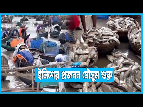 মধ্যরাত থেকে বন্ধ হচ্ছে ইলিশ ধরা ও ক্রয়-বিক্রয়