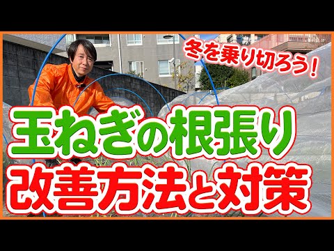 キョウチクトウを霜から守る方法は？冬を乗り切るための 4 つの簡単なアクション  庭園