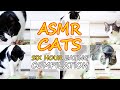 SIX HOUR ASMR Cats Eating Compilation Curry Sugar Meow