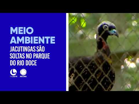Environment: Jacutingas are released in the Rio Doce Park.