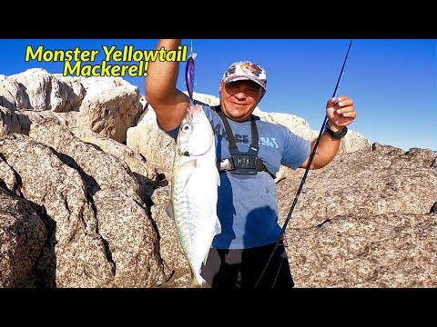 Broke my Yellowtail Mackerel Record with a Monster! Savage Gear Gravity Runner lure for the win!