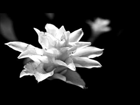 Aaryon & Animal Picnic - Calathea (D-Nox & Beckers Remix)