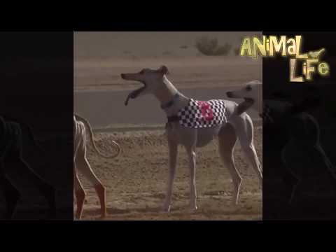 Dog racing   Pleasures of the rich