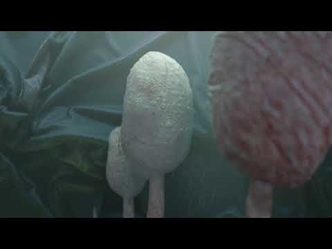 Murlo - Grasshopper (Official Music Video)