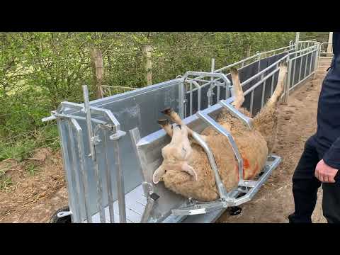 NEW PRODUCT! Sheep Turnover Crate | Condon Engineering