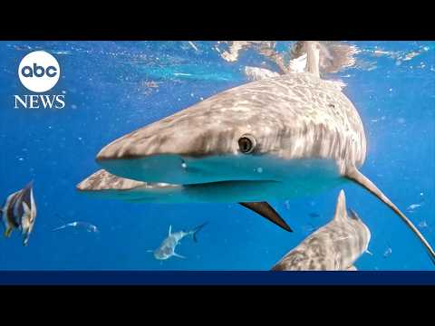 New insight into behavior of great white sharks