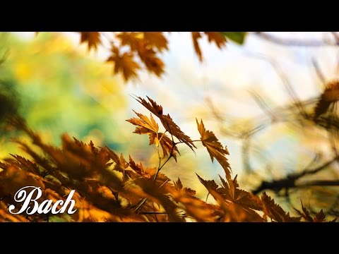 Bach - Air on the G String | 1 HOUR Extended | Classical Music for Studying and Concentration Violin