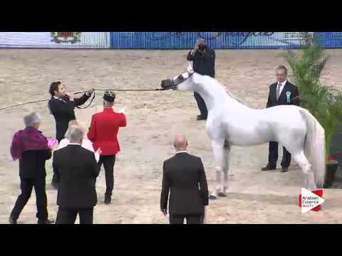 WAHC 2015 - Class CM 6A