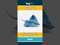 stingray (noun) - definition and usage in English