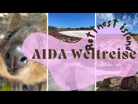 AIDA Weltreise 2023/24 - Süße Quokkas auf Rottnest Island und Schiffsalltag ⛴️  - VLOG 018