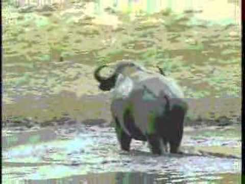 Cape Buffalo Wallowing