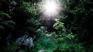 Tree Vision Quest Meditation