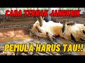 Cara Ternak Jangkrik Dari Dari Nol