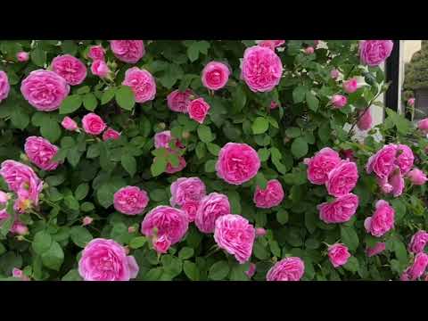 イングリッシュローズ「ガートルード・ジキル」 植物