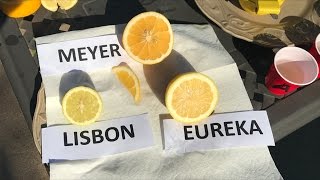 31 Types Of Lemons And What Makes Them Unique