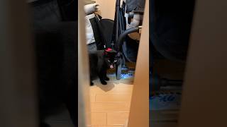 【黒猫】このベビーカーまたたび踏んできた？