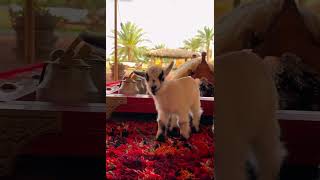 Baby goat #shorts #viral #funny #animals