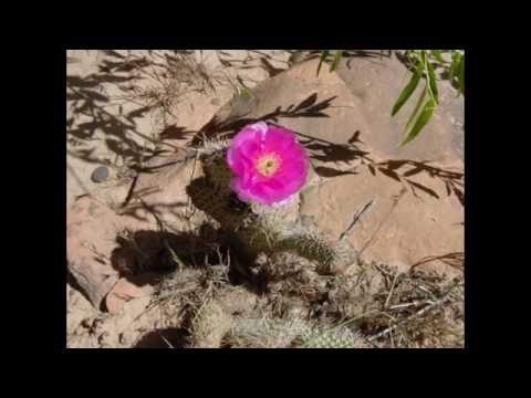 The McCarters - Flower In The Desert