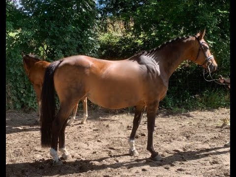 Springfohlen-Auktion! Zuchtstute v. Catoki - Atego - Landadel