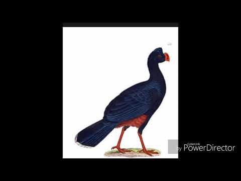 Curiosidades sobre o mutum-de-alagoas