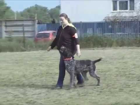 Darius obedience 1-es vizsga 2016. 04. 23.