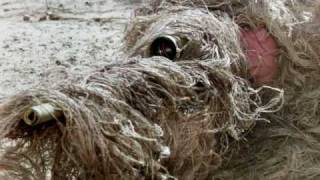 Canadian Army In Afghanistan  - So Far Away