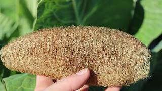 La Spugna Naturale: la Luffa! Una scelta etica quotidiana 100% ecosostenibile