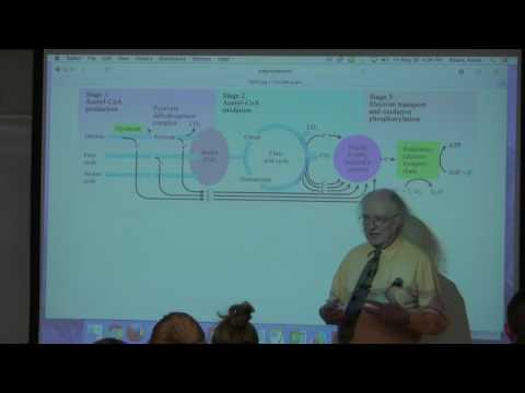 29. Ahern's BB 350 at Oregon State University - Citric Acid Cycle