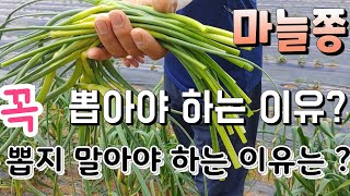 꼭 마늘 쫑을 뽑아야 하는 이유 2가지 와 꼭 뽑지 말아야 하는 이유가 있다