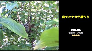 庭でオナガが巣作り vol.6　23-24日目　４羽とも順調です