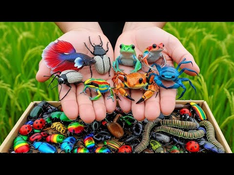 Aquatic Treasure Hunt! Catching Baby Koi, Turtles & Goldfish in a Tiny Forest Pond 🐠 | Adventure