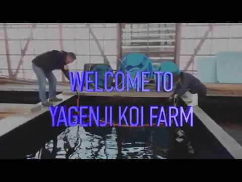 Buying Koi In Japan 2020 Day 2