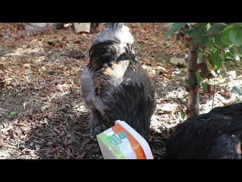 Brahmalar - Lemon Pyle - Black - Blue ve dahası