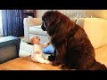 Funniest Dog And Baby Become Instant Best Friends Baby And Dog Videos