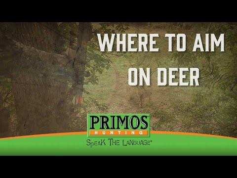 Where to Aim on a Deer