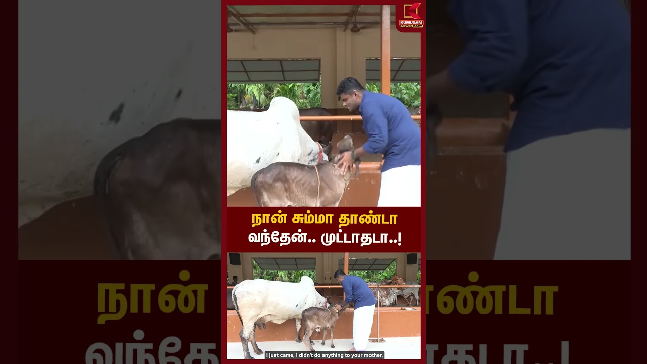 அண்ணாமலையை செல்லமாக முட்டிய கன்றுகுட்டி | Annamalai | Kumudam News
