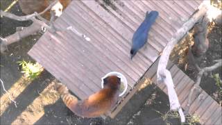 Un corbeau embête un panda roux / レッサーパンダをなやませるカラス