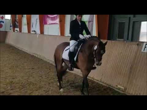 Herzbube   1.Turnierstart