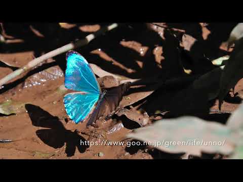南米のモルフォチョウ　Morpho　Butterflies from South America