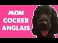 Cocker DAD - Mon Cocker Anglais 