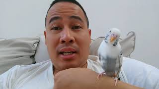 How to Prolong Parakeet/Budgie Life Span & Make Them Happier/Healthier Pet Bird