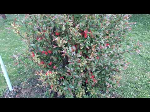 JAPANISE QUINCE - JAPÁNBIRS (Chaenomeles Japonica)