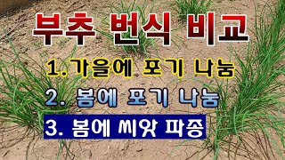 [텃밭농부 1,900]  부추 재배 비교. 봄, 가을에 옮긴 것과 씨앗 파종 한 것 비교. #부추재배